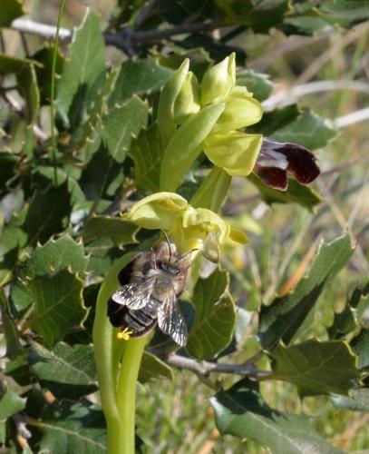 Andrena sp.